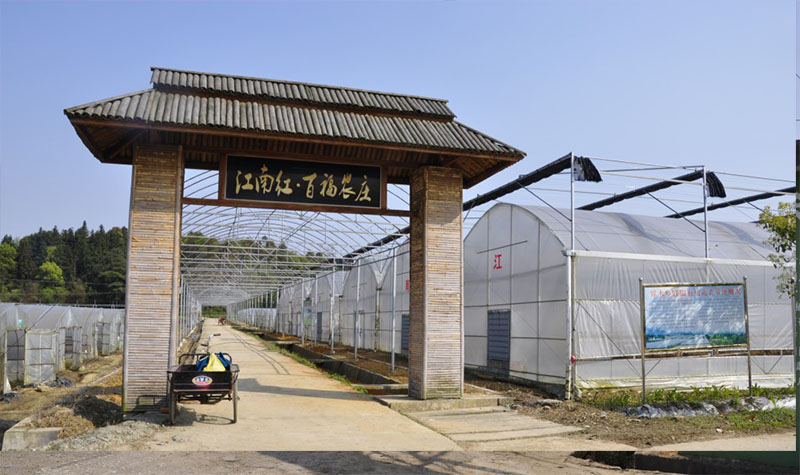 有机蔬菜观光园